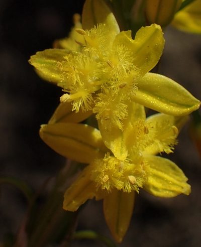 Bulbine lagopus, photographed by Nicola van Berkel