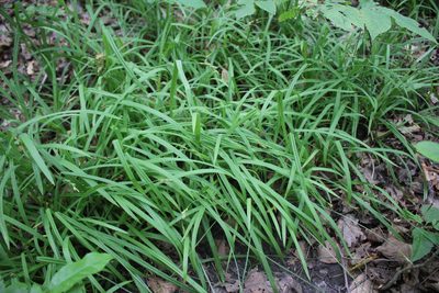 Carex hirtifolia, photographed by Quinten Wiegersma