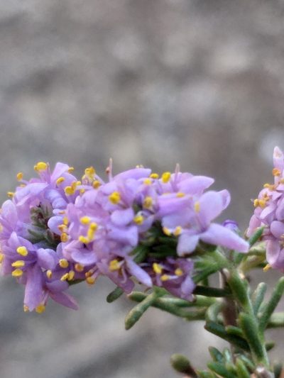 Selago albida, photographed by kevin koen
