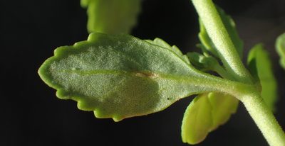 Chaenostoma integrifolium, photographed by Nicola van Berkel