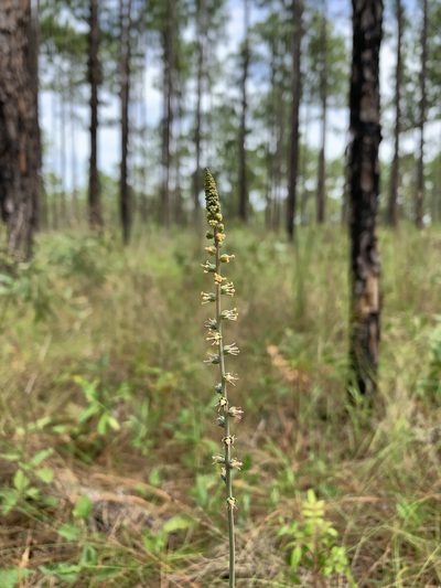 Schoenocaulon dubium, photographed by Brandon Corder
