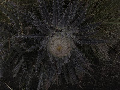 Cirsium nivale, photographed by Diana Fuentes