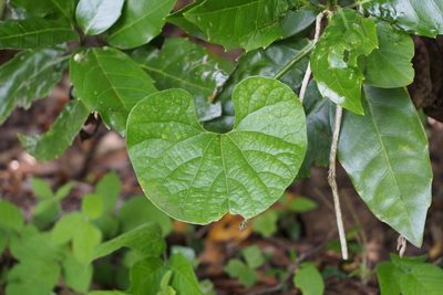 Aristolochia kaempferi, photographed by harum.koh