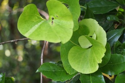 Aristolochia kaempferi, photographed by harum.koh