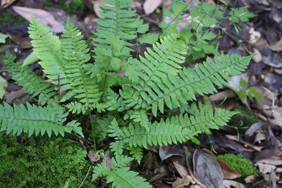 Polystichum tripteron, photographed by harum.koh