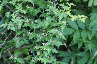 Neillia incisa, photographed by harum.koh