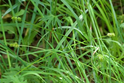 Carex cephalophora, photographed by Owen Strickland