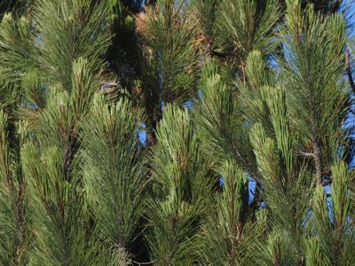 Pinus hartwegii, photographed by Diana Fuentes
