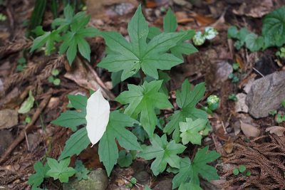 Japonicalia delphiniifolia, photographed by harum.koh