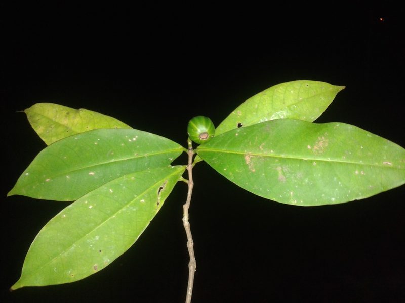 Rudgea raveniana, photographed by Eduardo Chacón Madrigal