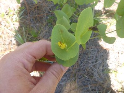 Baptisia perfoliata, photographed by cwarneke