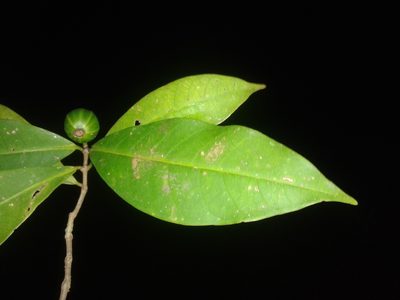 Rudgea raveniana, photographed by Eduardo Chacón Madrigal