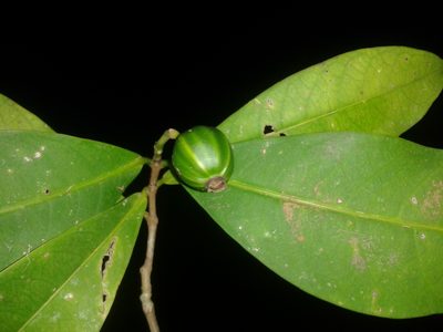 Rudgea raveniana, photographed by Eduardo Chacón Madrigal