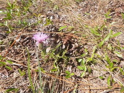 Cirsium repandum, photographed by cwarneke