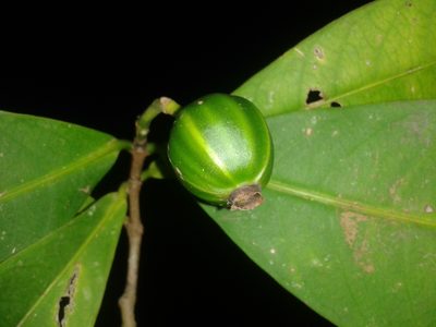 Rudgea raveniana, photographed by Eduardo Chacón Madrigal