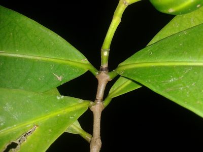 Rudgea raveniana, photographed by Eduardo Chacón Madrigal
