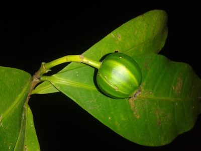 Rudgea raveniana, photographed by Eduardo Chacón Madrigal
