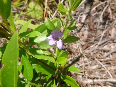 Dyschoriste oblongifolia, photographed by cwarneke