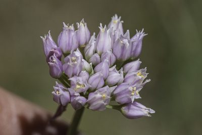 Allium geyeri, photographed by Craig Martin