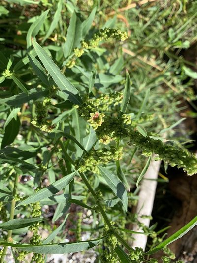 Rumex transitorius, photographed by davidbroadland