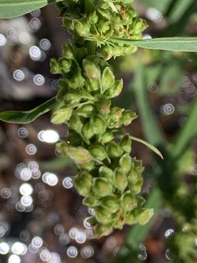 Rumex transitorius, photographed by davidbroadland