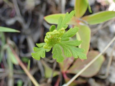 Botrychium lanceolatum, photographed by Matt Bowser