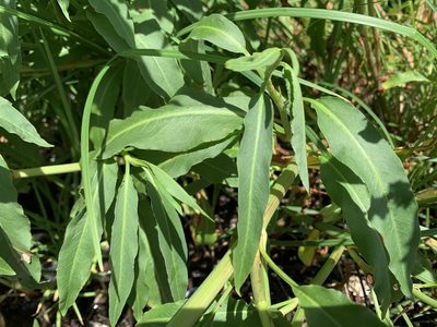 Rumex transitorius, photographed by davidbroadland