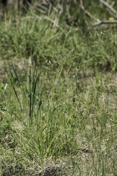 Danthonia parryi, photographed by Craig Martin