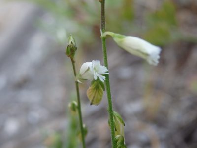 Polygala monspeliaca, photographed by Carminda Santos