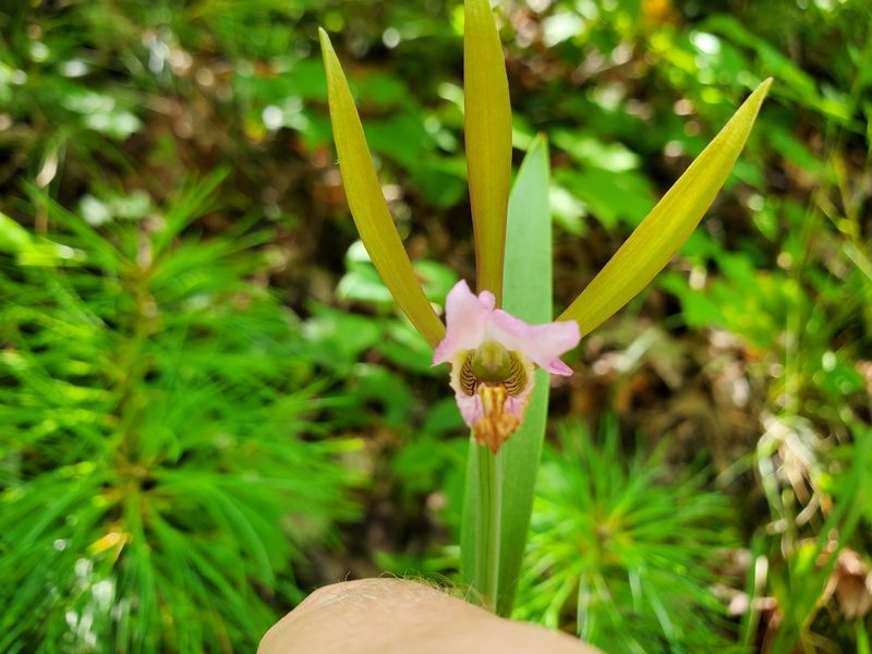 Cleistesiopsis bifaria, photographed by Will Kuhn