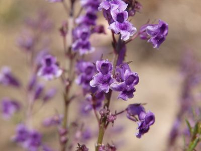 Anarrhinum longipedicellatum, photographed by Carminda Santos
