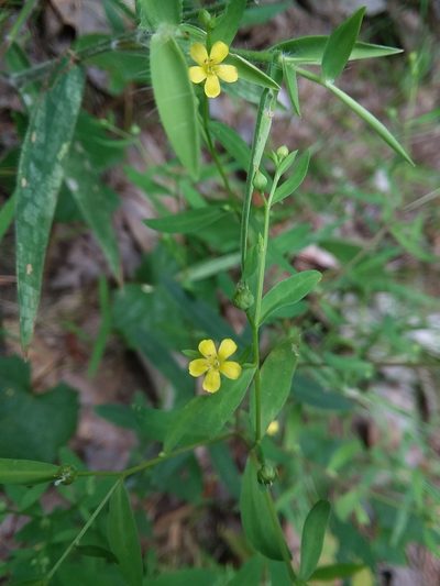 Linum striatum, photographed by Will McFarland
