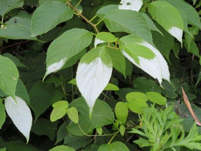 Actinidia polygama, photographed by Marco Mussita