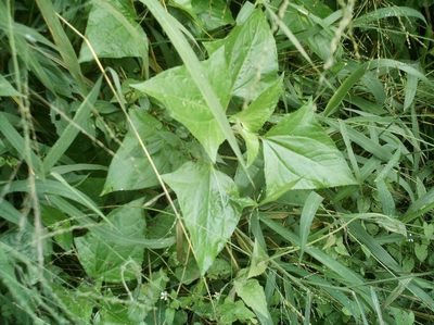 Munnozia hastifolia, photographed by Ezequiel Vera
