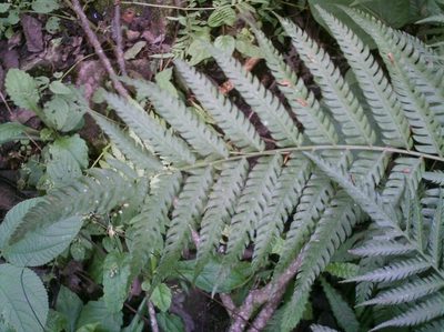 Pteris deflexa, photographed by Ezequiel Vera