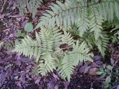 Pteris deflexa, photographed by Ezequiel Vera