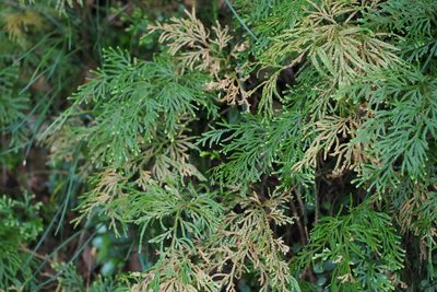 Selaginella involvens, photographed by harum.koh