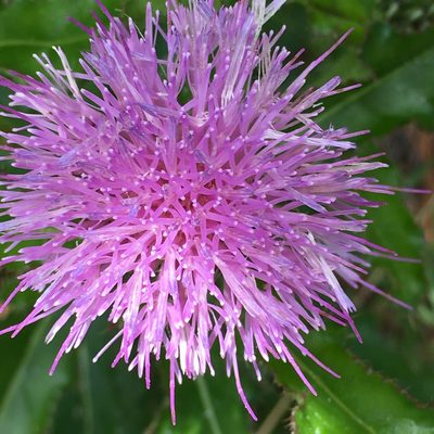 Cirsium repandum, photographed by Becky Dill