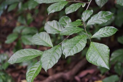Orixa japonica, photographed by harum.koh