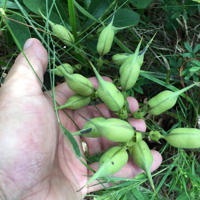 Baptisia cinerea, photographed by Becky Dill
