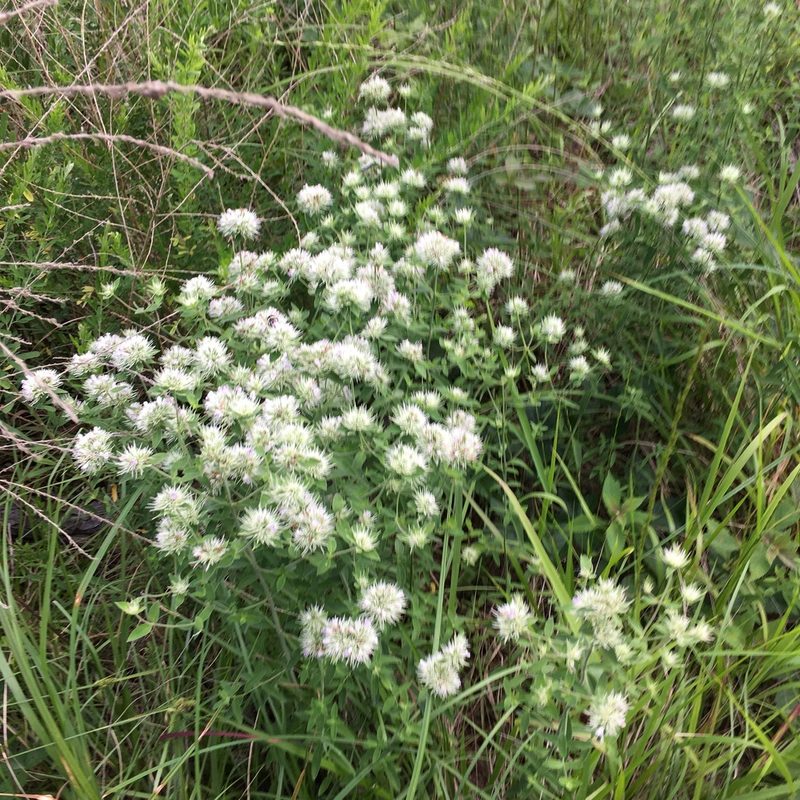 Pycnanthemum flexuosum, photographed by Becky Dill
