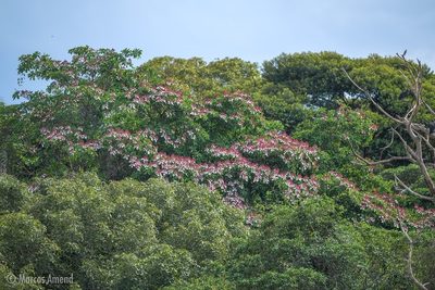 Anacardium braziliense, photographed by Mario Cohn-Haft