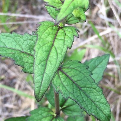 Eupatorium pilosum, photographed by Becky Dill