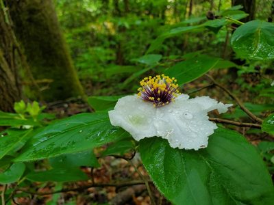 Stewartia ovata, photographed by Will Kuhn