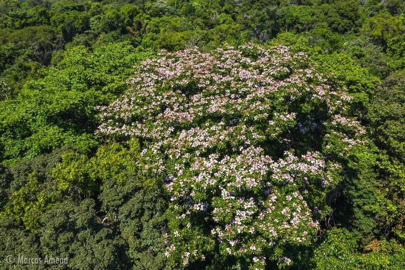 Anacardium braziliense, photographed by Mario Cohn-Haft