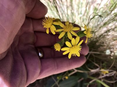 Senecio wootonii, photographed by CK2AZ