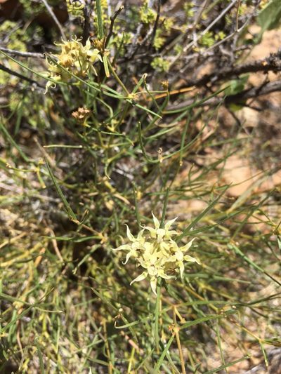 Asclepias macrotis, photographed by Cecelia Alexander