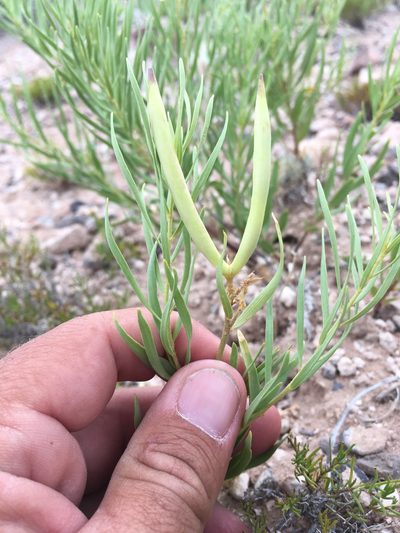Amsonia fugatei, photographed by Cecelia Alexander