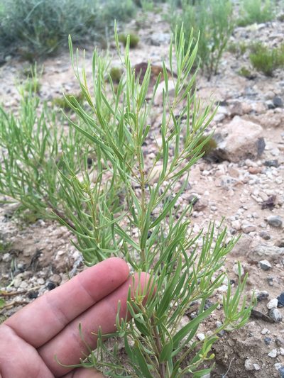 Amsonia fugatei, photographed by Cecelia Alexander