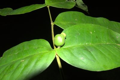 Mouriri osaensis, photographed by Eduardo Chacón Madrigal